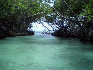 Foto de mangles en La Parguera - WikiCommons